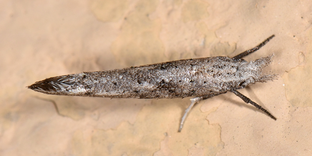 Yponomeutidae: Paradoxus osyridellus? S
